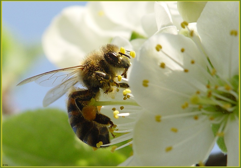 Bee
