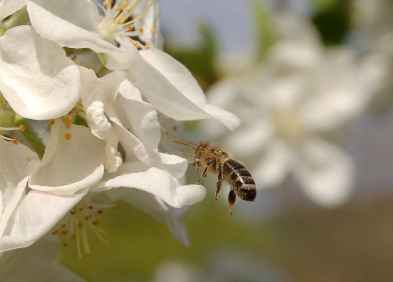 Bee