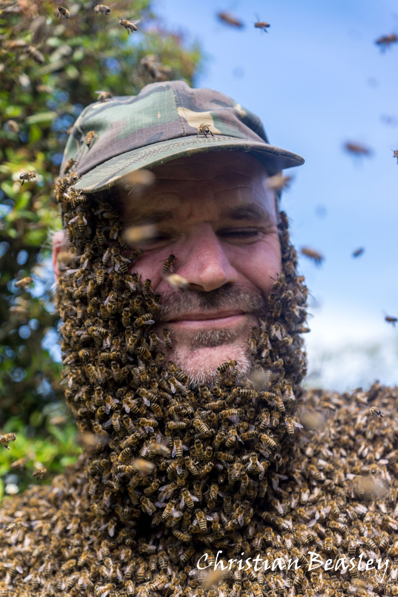Bee beard
