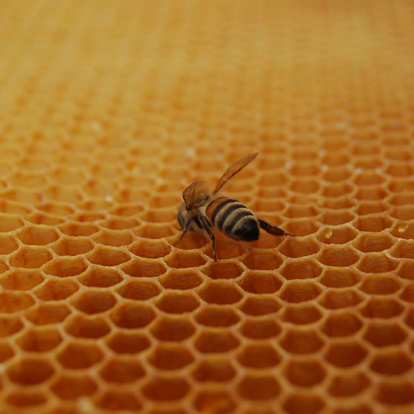Bee