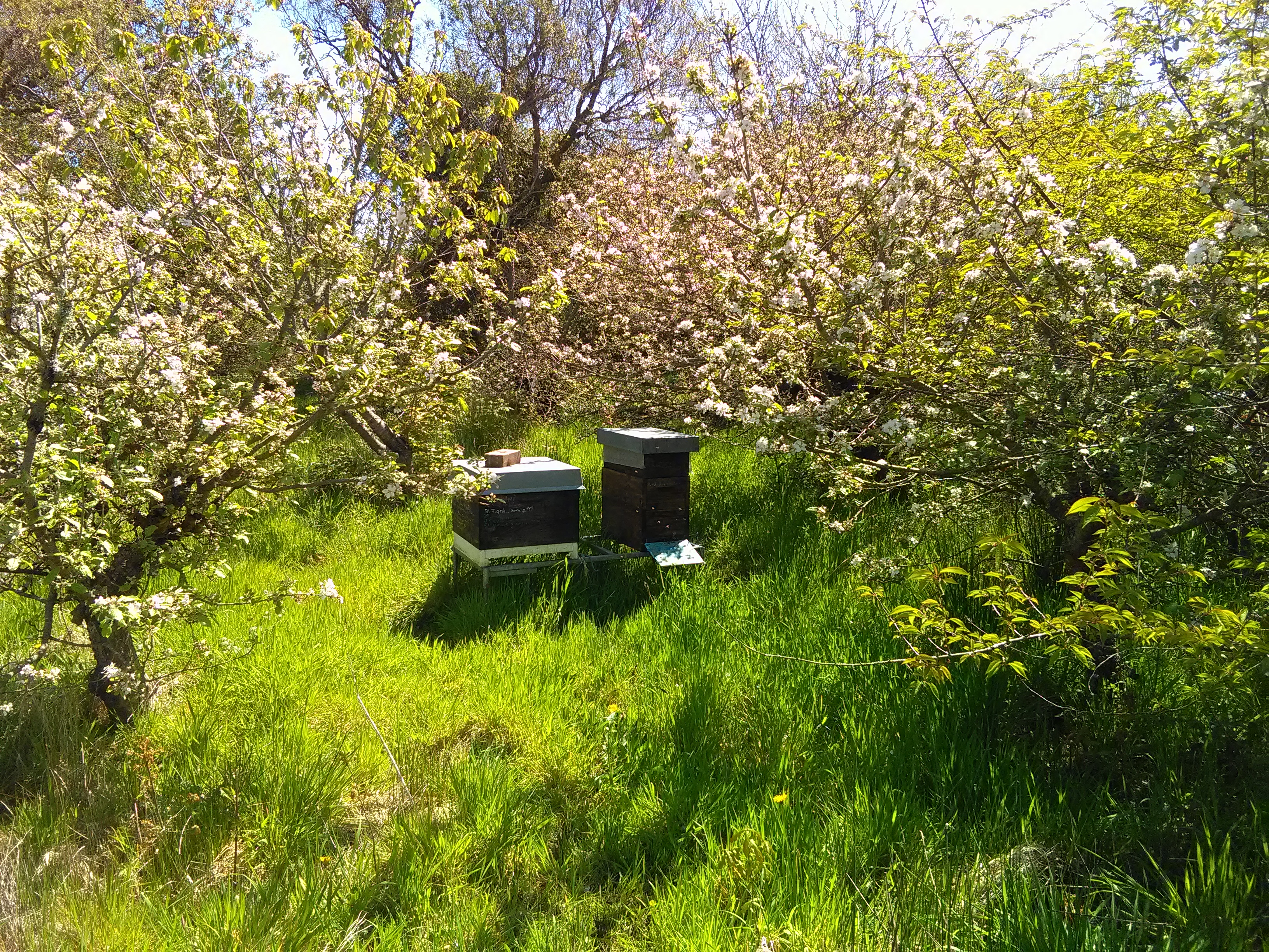 hives in the orchard