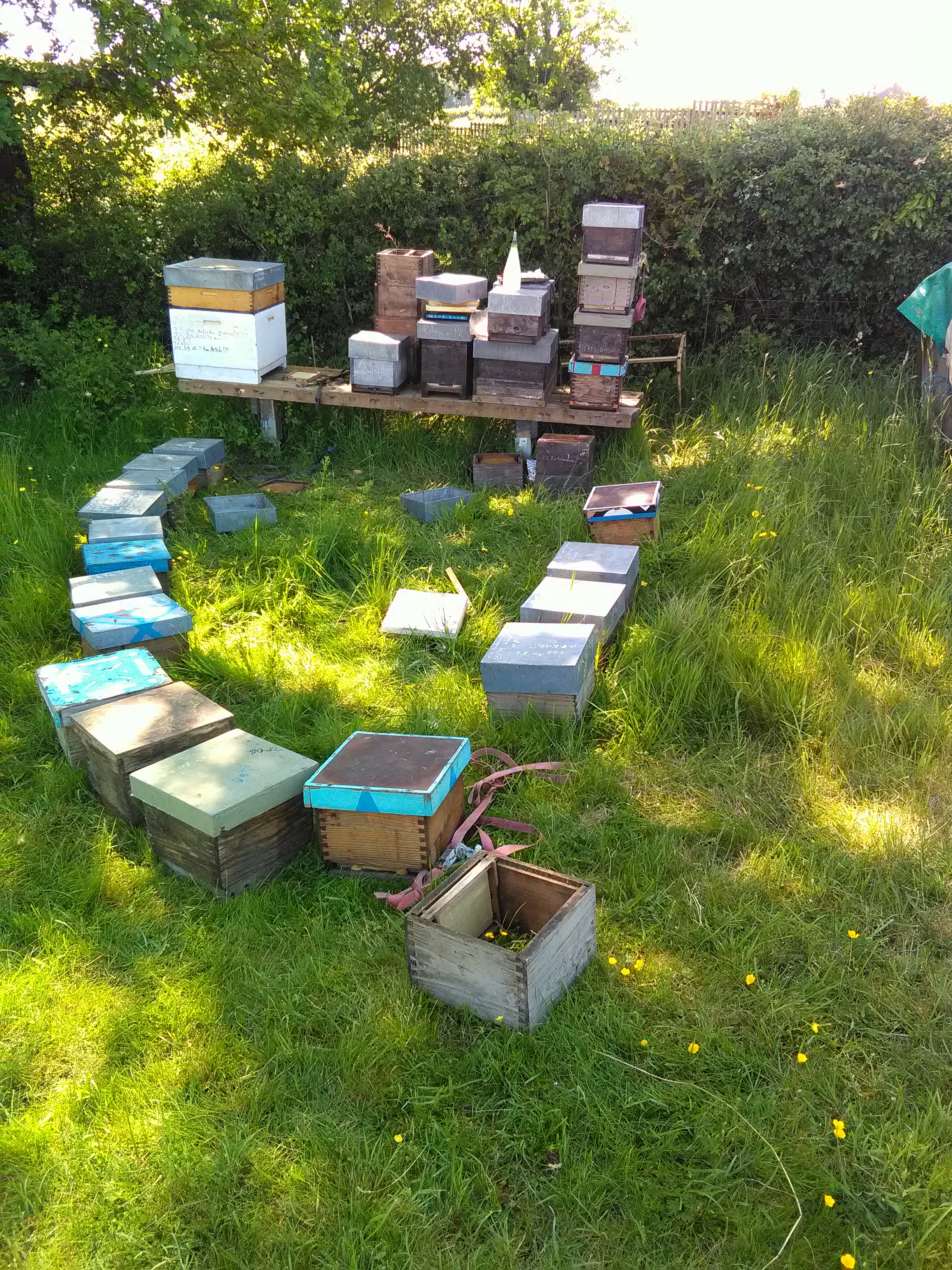 little colonies to accommodate the new queens
