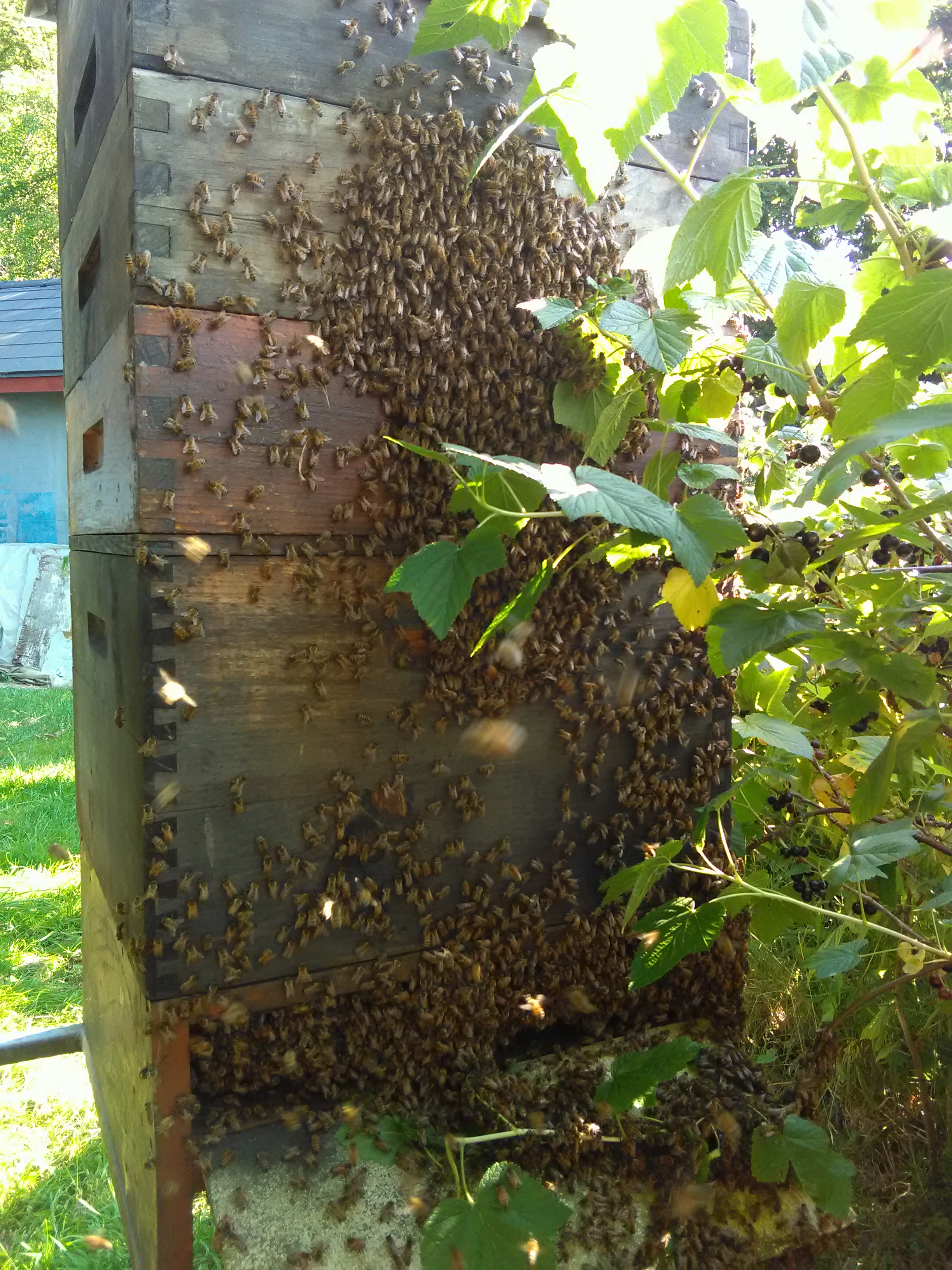 Hive overheated