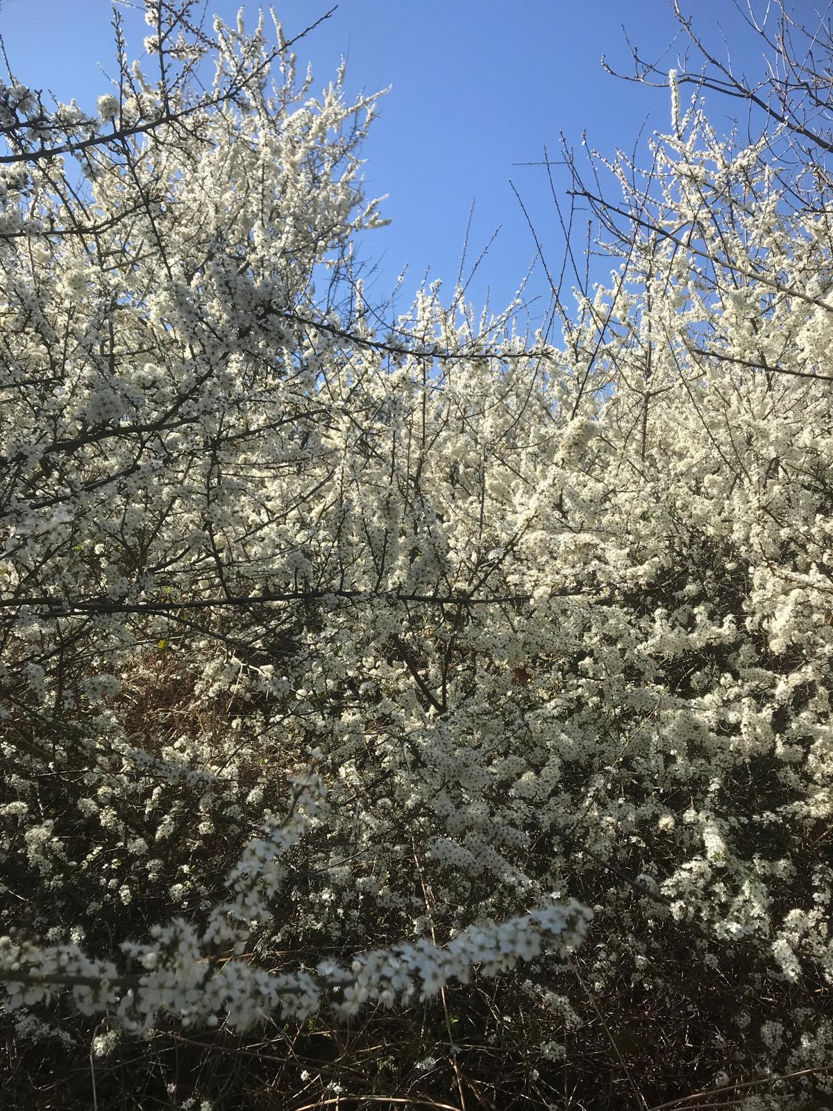 hives in the orchard